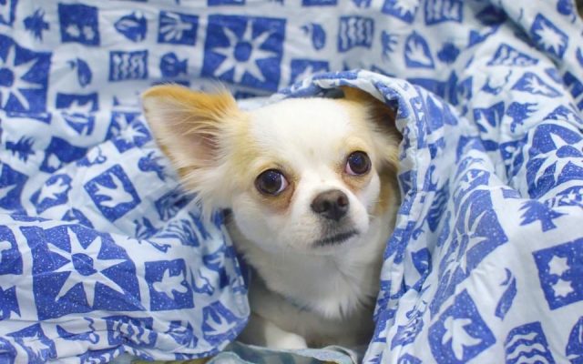 Cão chihuahua enrolado em uma manta, buscando abrigo e segurança