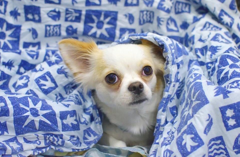 Cão chihuahua enrolado em uma manta, buscando abrigo e segurança