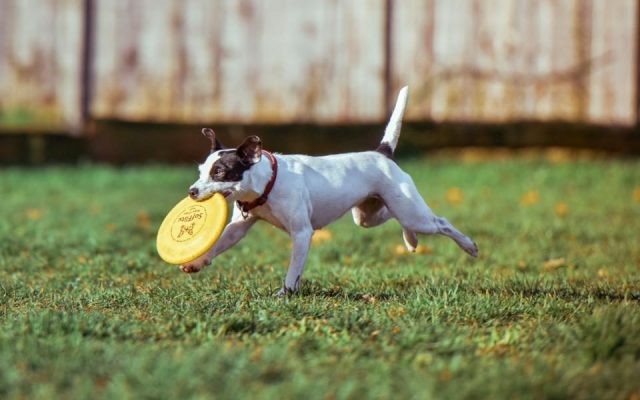 Cão correndo na grama com um frisbee na boca