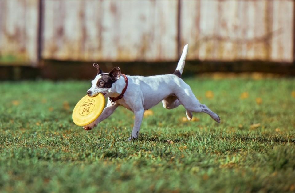 Cão correndo na grama com um frisbee na boca