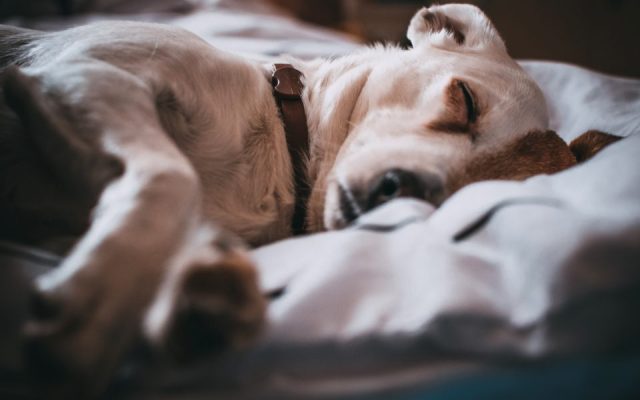 Cão dormindo tranquilo sobre uma cama macia com lençóis claros
