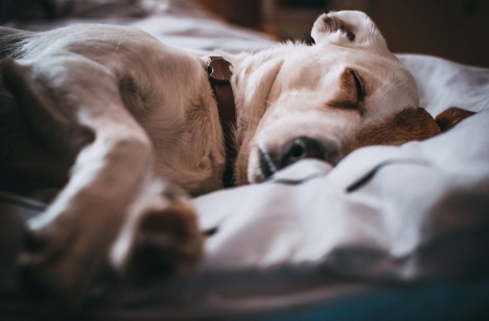 Cão dormindo tranquilo sobre uma cama macia com lençóis claros