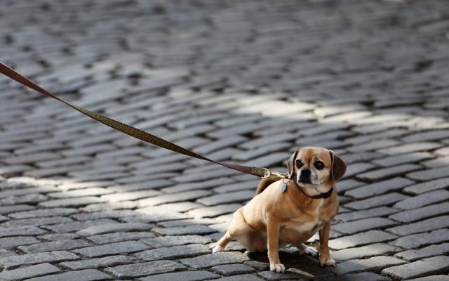 Cão de guia caminhando por uma rua de paralelepípedos durante o passeio