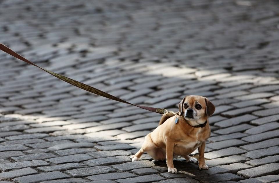 Cão de guia caminhando por uma rua de paralelepípedos durante o passeio