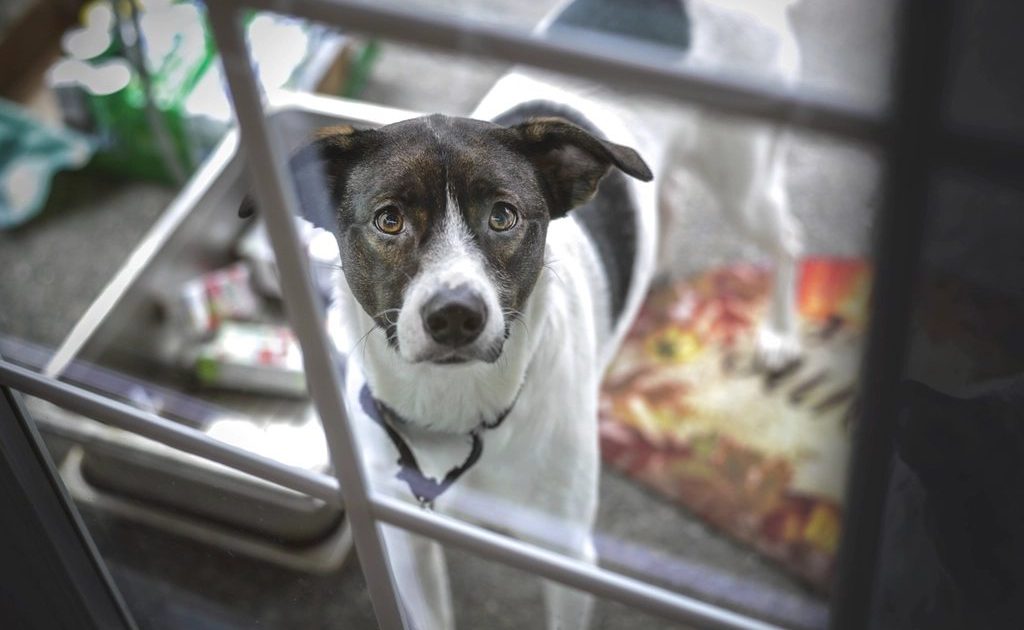Cão observando atento através de um portão, em fase de adaptação