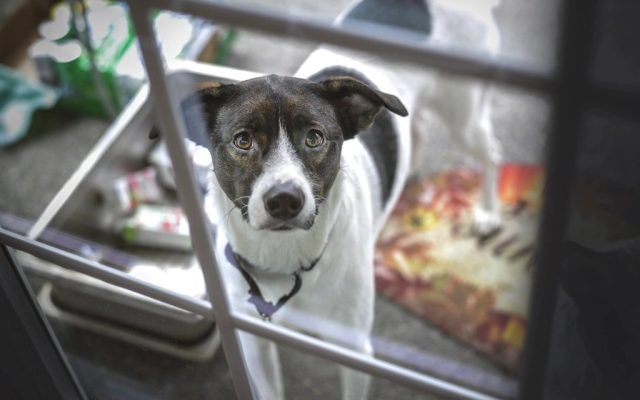 Cão observando atento através de um portão, em fase de adaptação