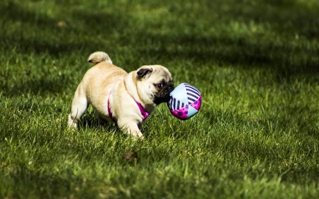 Pug correndo na grama com uma bola de brinquedo