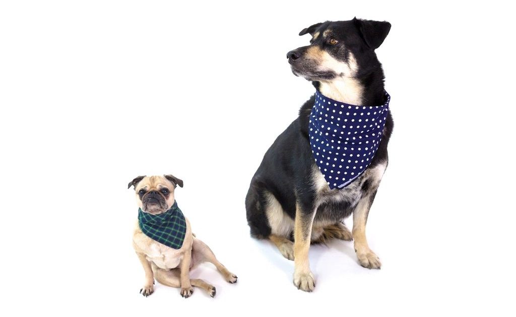 Dois cães de bandana sentados lado a lado