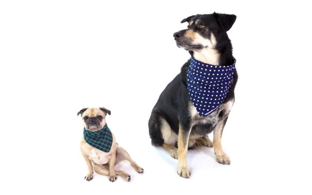 Dois cães de bandana sentados lado a lado