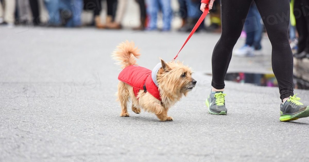 Cão pequeno de coleira vermelha passeando na guia ao lado da tutora