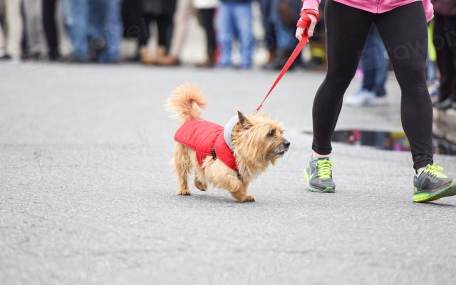 Cão pequeno de coleira vermelha passeando na guia ao lado da tutora
