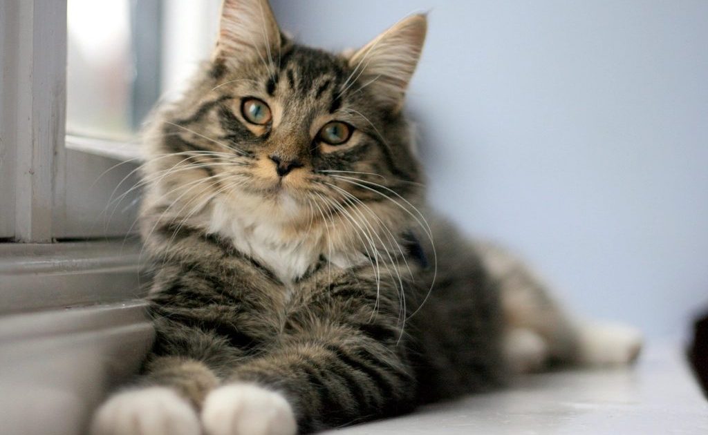 Gato tigrado deitado no parapeito da janela de um apartamento