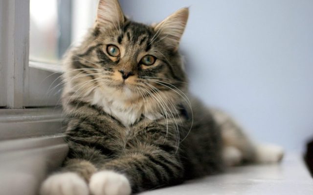 Gato tigrado deitado no parapeito da janela de um apartamento