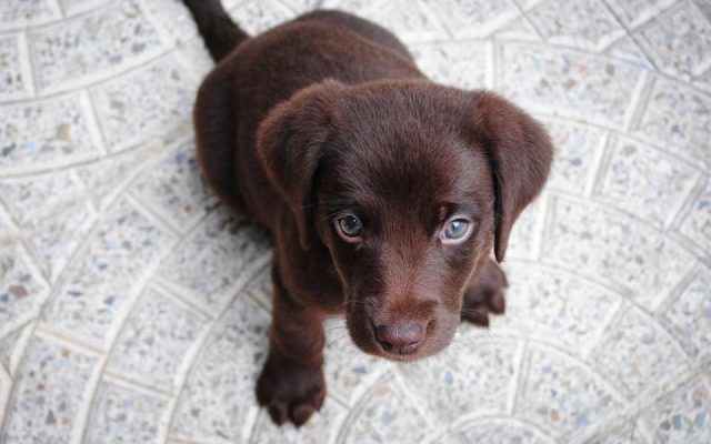 Filhote de labrador chocolate sentado olhando para cima