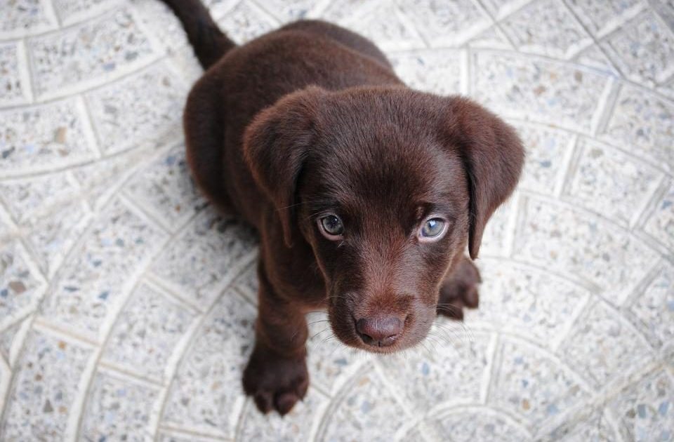 Filhote de labrador chocolate sentado olhando para cima
