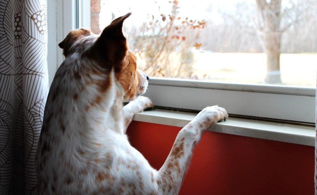 Cão apoiado na janela, observando a rua enquanto aguarda em casa