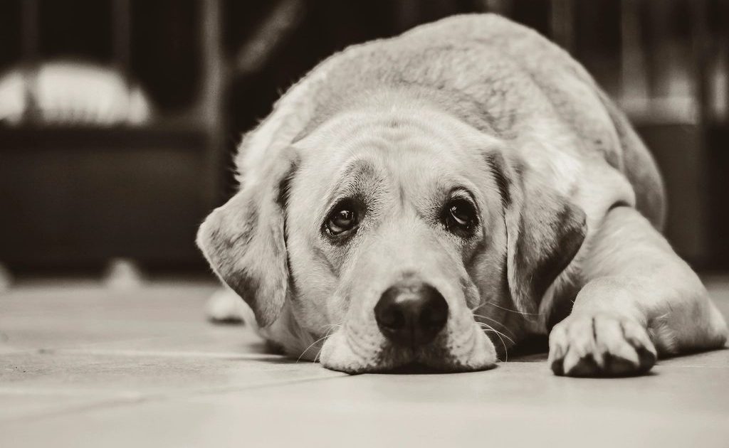 Cão idoso da raça labrador deitado e descansando no chão