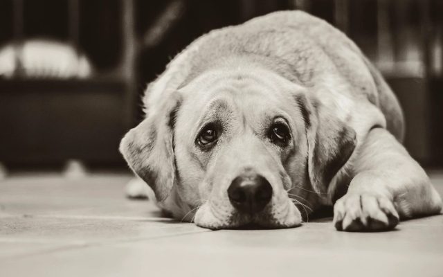 Cão idoso da raça labrador deitado e descansando no chão