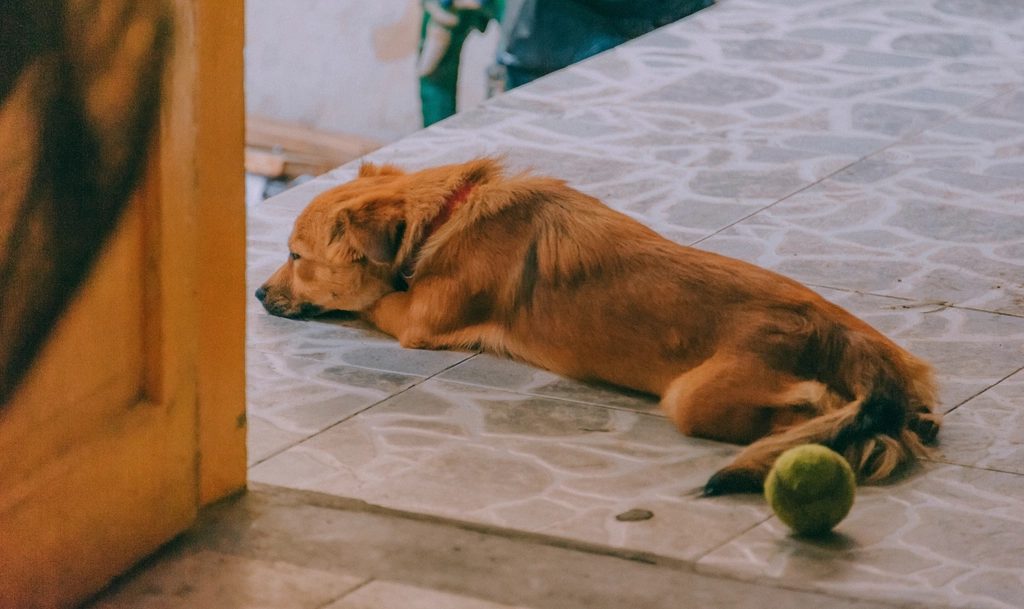 Cão deitado no chão perto da porta com uma bolinha, com ar entediado