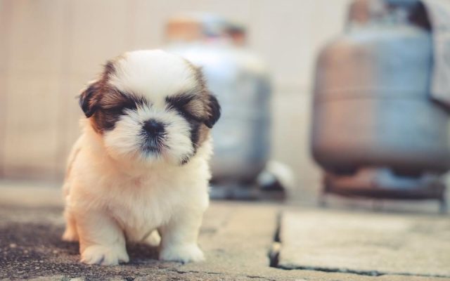 Filhote de shih tzu explorando o ambiente do lado de fora