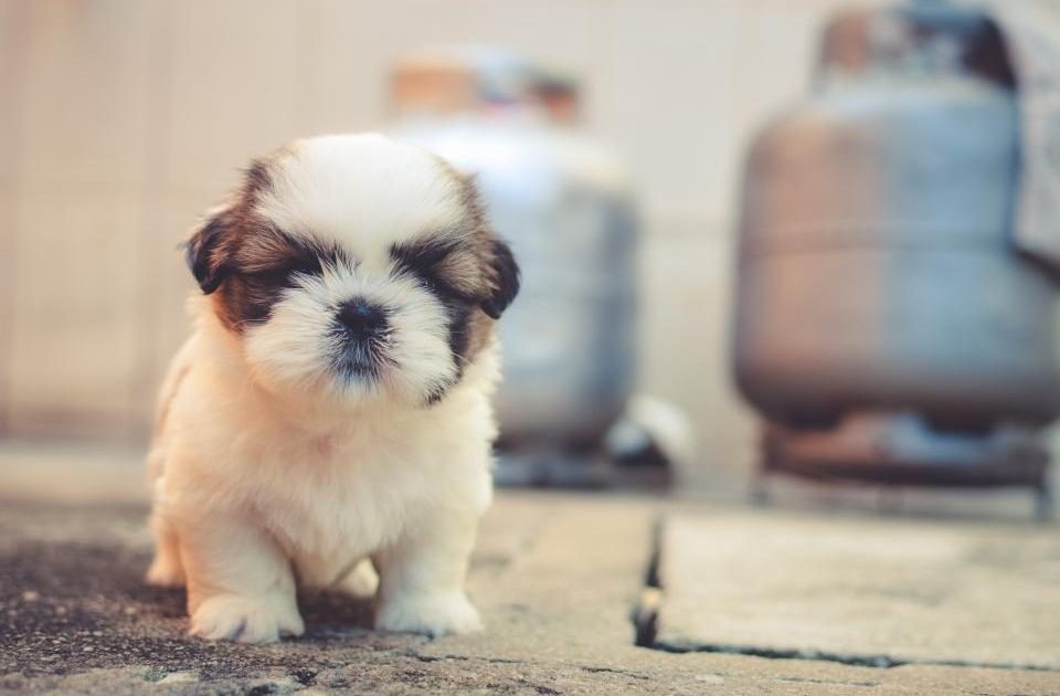 Filhote de shih tzu explorando o ambiente do lado de fora