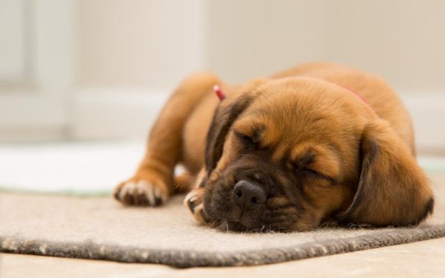 Filhote de cachorro dormindo profundamente sobre um tapete