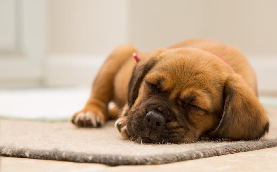 Filhote de cachorro dormindo profundamente sobre um tapete