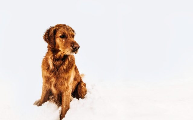 Golden retriever sentado atento, aguardando o próximo comando