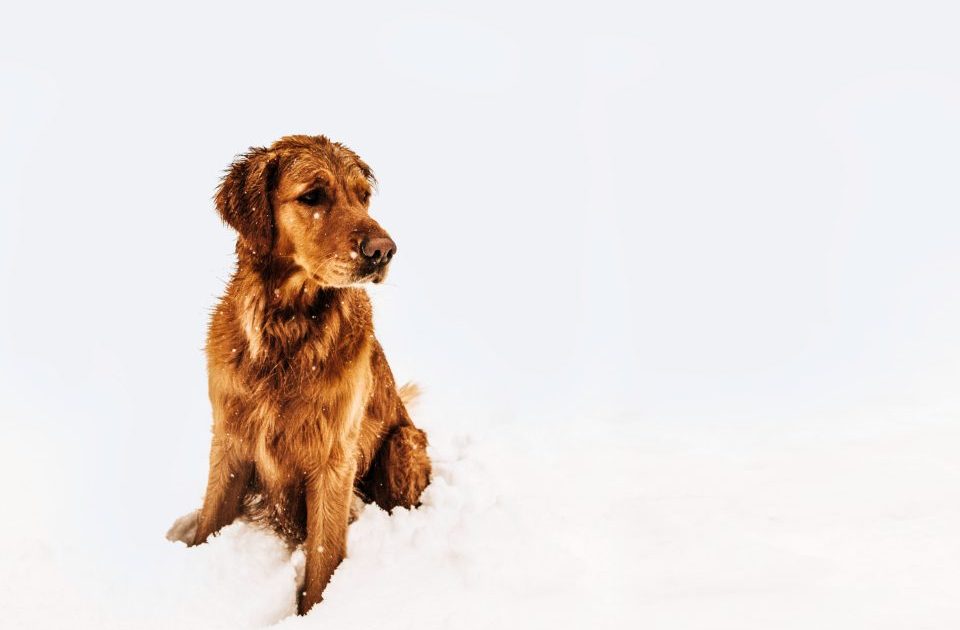 Golden retriever sentado atento, aguardando o próximo comando