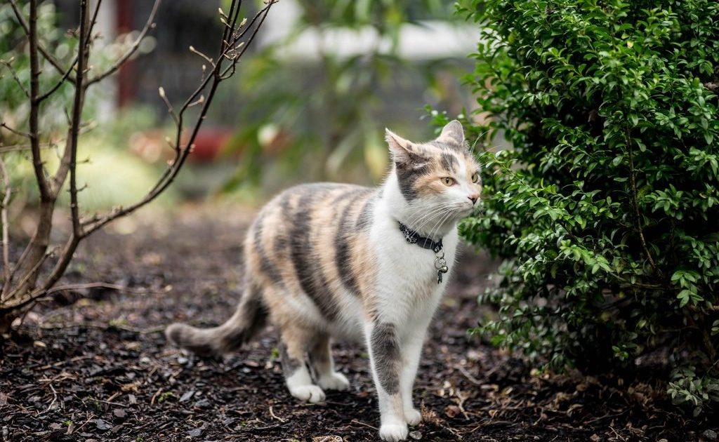 Gato de peitoral explorando o jardim com segurança
