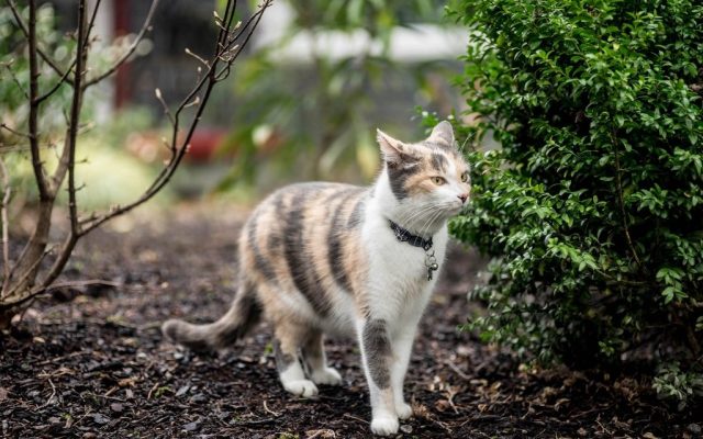 Gato de peitoral explorando o jardim com segurança