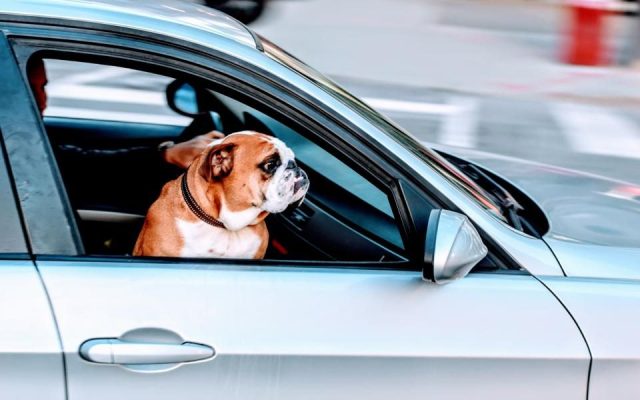 Cão bulldog olhando pela janela aberta do carro durante uma viagem