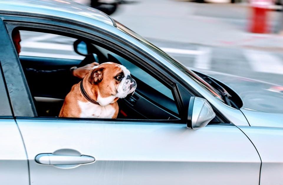 Cão bulldog olhando pela janela aberta do carro durante uma viagem